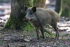 wild boar