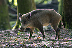 wild boar