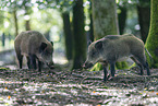 wild boar