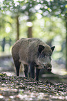 wild boar