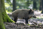 wild boar