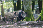 wild boar