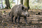 wild boar