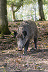 wild boar