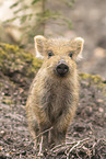 piglet