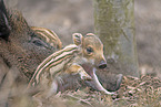 wild boars