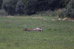 wildboars