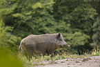 wild boar