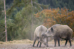 wild boar