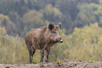 wild boar
