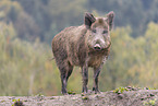 wild boar