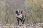 wild boar