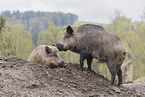 wild boar