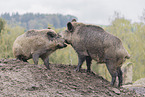 wild boar