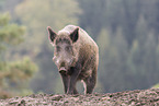 wild boar