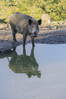 wild boar