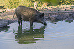 wild boar