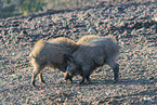 wild boar