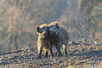 wild boar