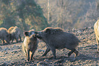 wild boar
