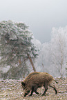wild boar
