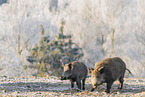 wild boar