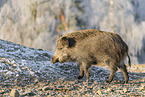 wild boar