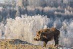 wild boar