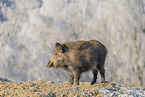 wild boar