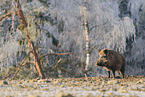 wild boar