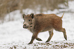 wild boar