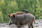 wild boar