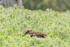 wild boar