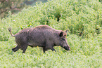 wild boar