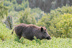 wild boar