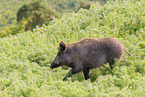 wild boar