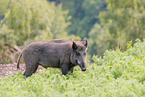 wild boar