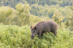 wild boar