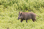 wild boar