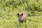 wild boar