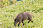 wild boar