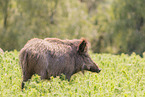 wild boar