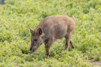 wild boar