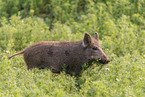 wild boar