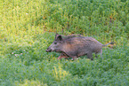 wild boar