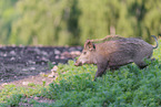 wild boar