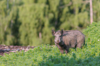 wild boar
