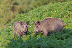 wild boar
