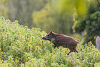 wild boar