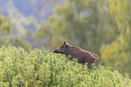 wild boar